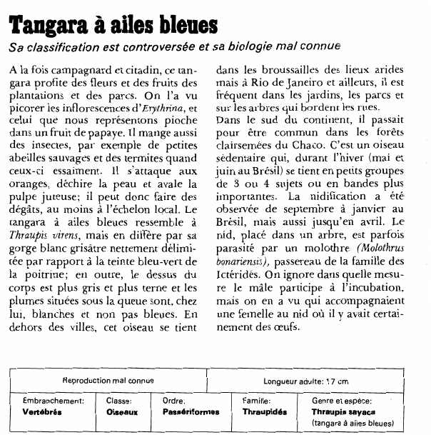 Prévisualisation du document Tangara à ailes bleues:Sa classification est controversée et sa biologie mal connue.