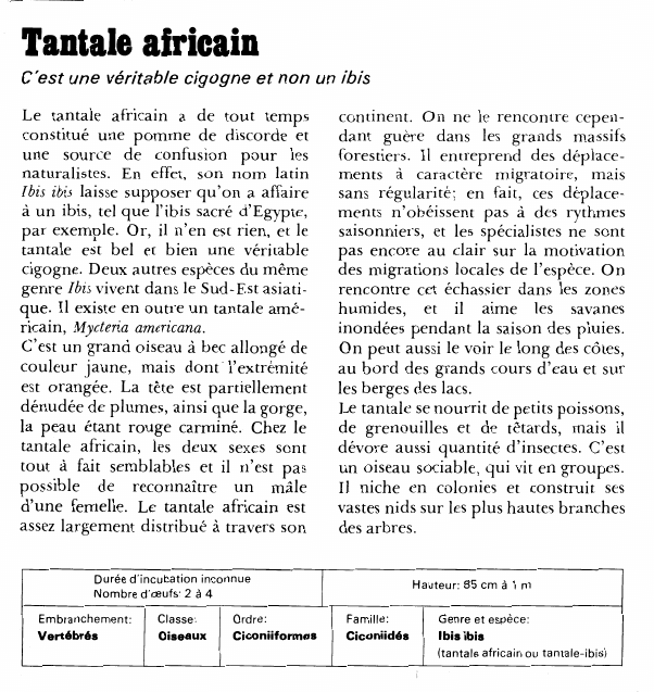Prévisualisation du document Tantale africainC'est une véritable cigogne et non un ibisLe tantale africain a de tout temps constitué une pomme de discorde et une source de confusion pour les naturalistes.