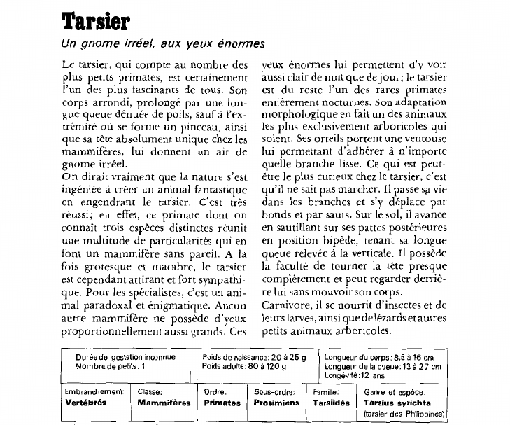 Prévisualisation du document Tarsier:Un gnome irréel, aux yeux énormes.