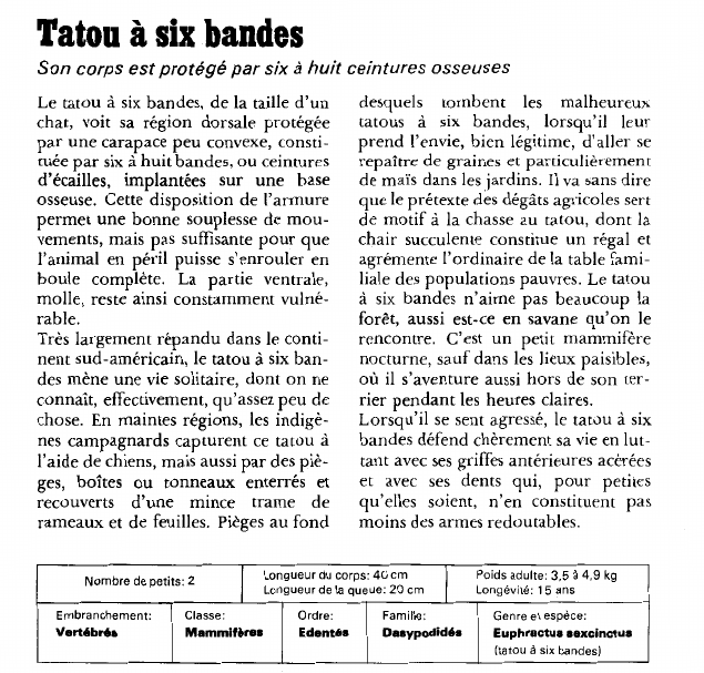 Prévisualisation du document Tatou à six bandes:Son corps est protégé par six à huit ceintures osseuses.