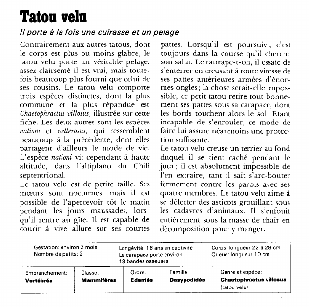 Prévisualisation du document Tatou velu:Il porte à la fois une cuirasse et un pelage.