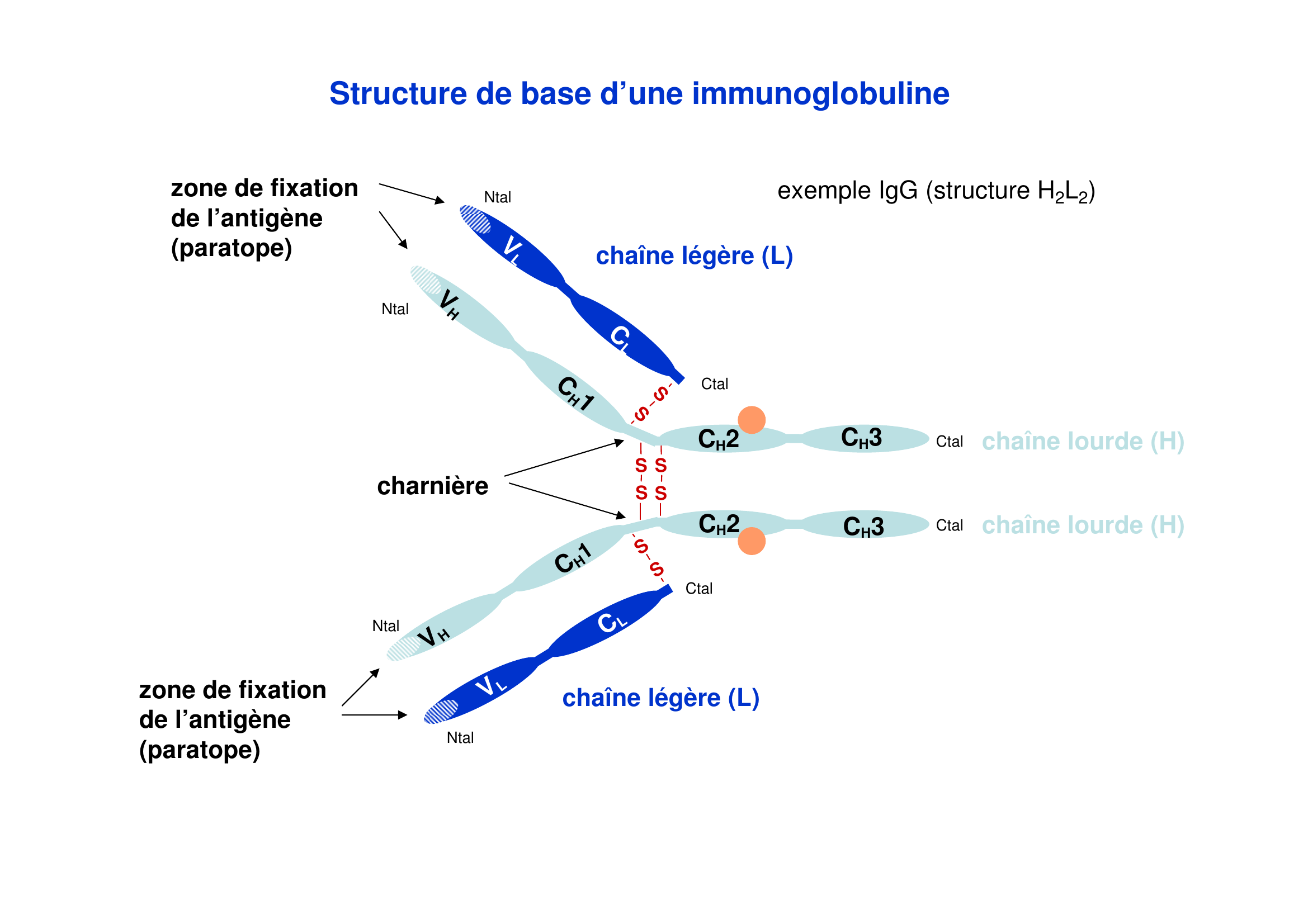 Prévisualisation du document Techniques Immunologiques utilisant les anticorps
2ème année - Février/mars 2012
ED n°1