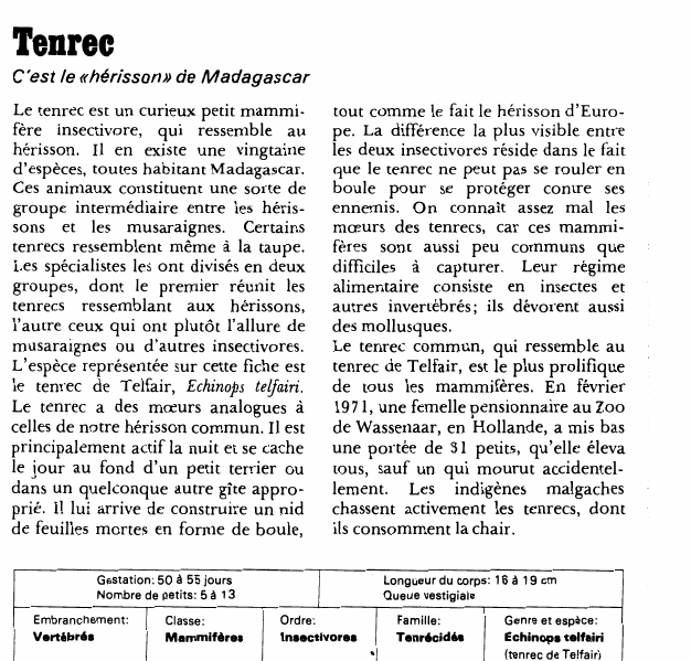 Prévisualisation du document Tenrec:C'est le «hérisson» de Madagascar.