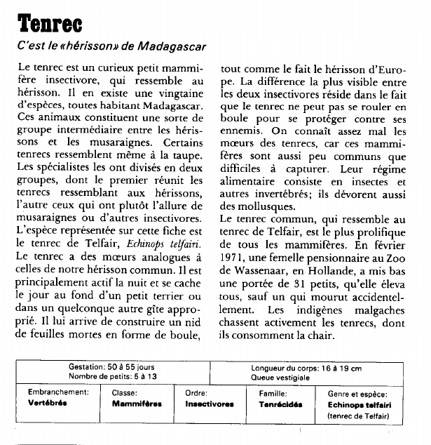 Prévisualisation du document Tenrec:C'est le «hérisson» de Madagascar.