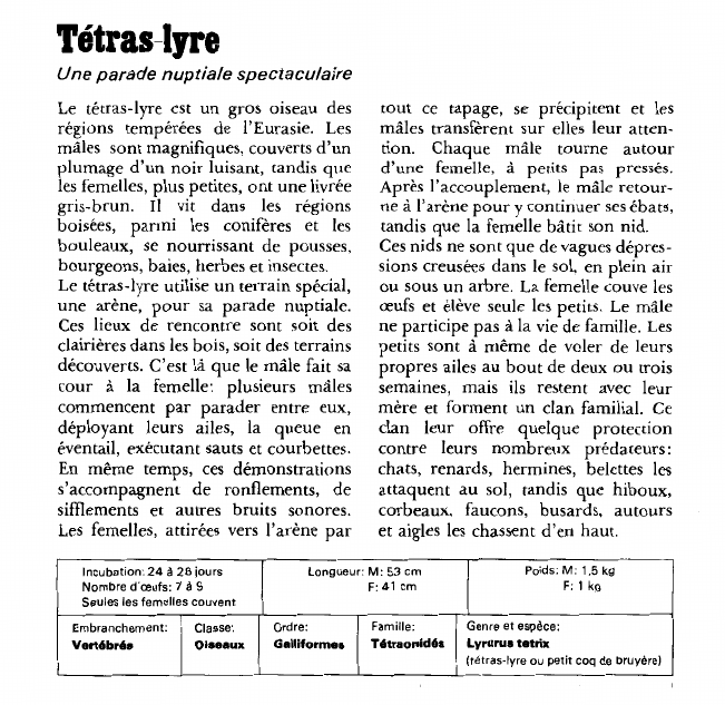 Prévisualisation du document Tétras-lyre:Une parade nuptiale spectaculaire.