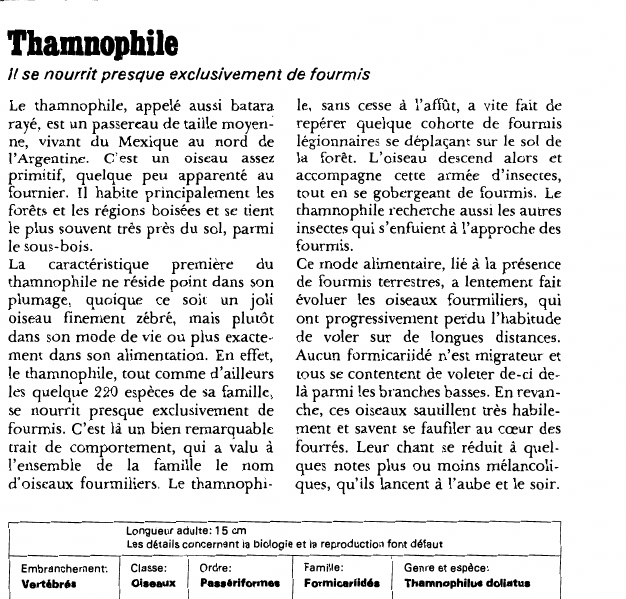 Prévisualisation du document Thamnophile:Il se nourrit presque exclusivement de fourmis.