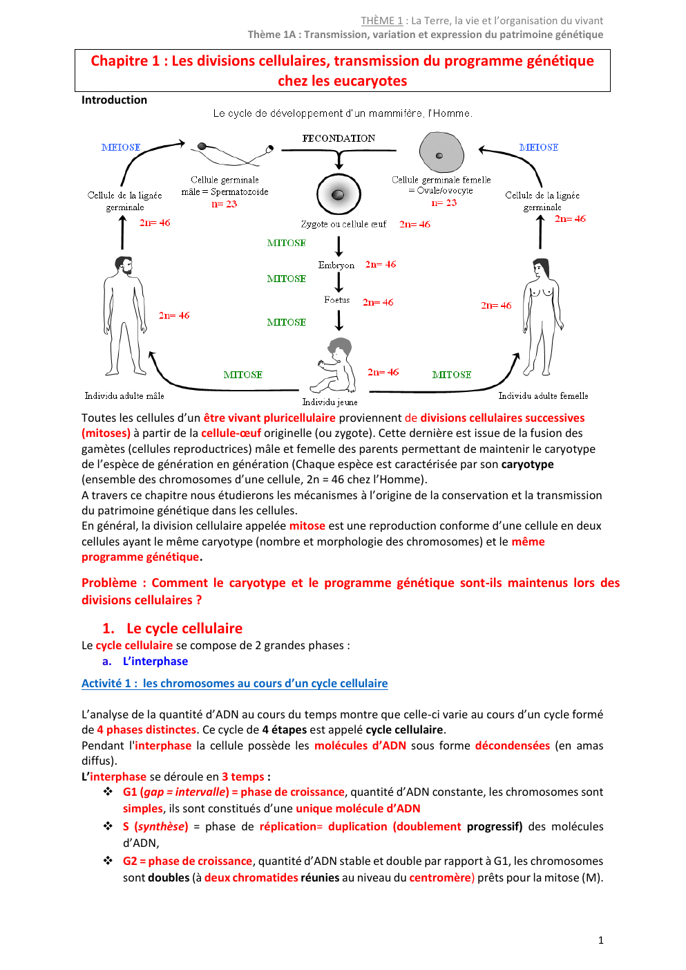 Prévisualisation du document THÈME 1 : La Terre, la vie et l’organisation du vivant Thème 1A : Transmission, variation et expression du patrimoine génétique  Chapitre 1 : Les divisions cellulaires, transmission du programme génétique chez les eucaryotes