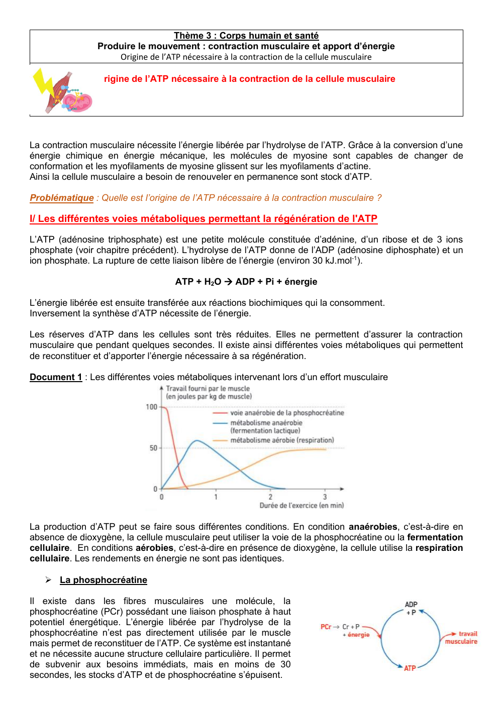 Prévisualisation du document Thème 3 : Corps humain et santé Produire le mouvement : contraction musculaire et apport d’énergie