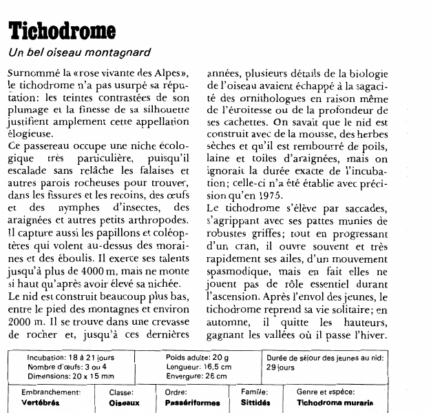 Prévisualisation du document Tichodrome:Un bel oiseau montagnard.