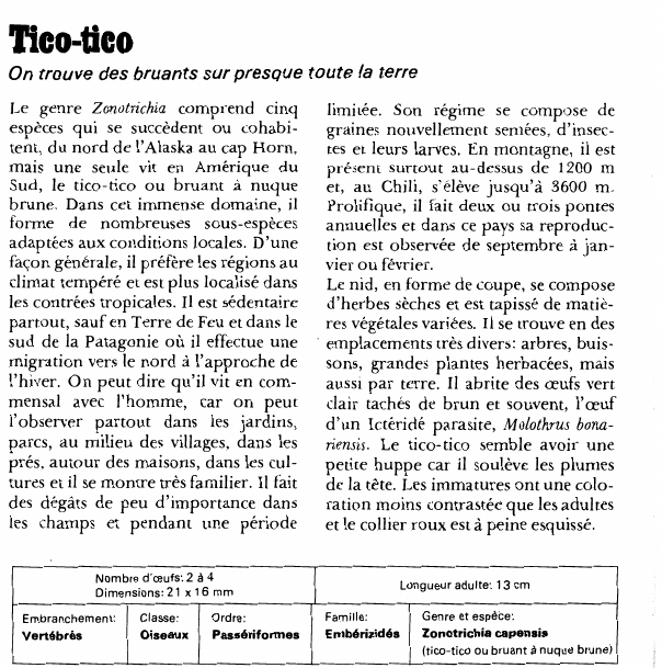 Prévisualisation du document Tico-tico:On trouve des bruants sur presque toute la terre.