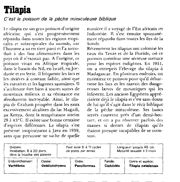Prévisualisation du document Tilapia:C'est le poisson de la pêche miraculeuse biblique.