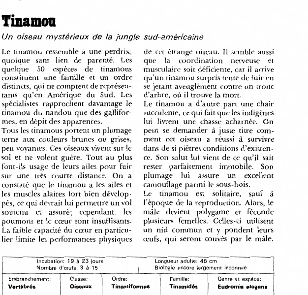 Prévisualisation du document Tinamou:Un oiseau mystérieux de la jungle sud-américaine.
