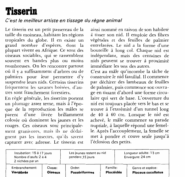 Prévisualisation du document Tisserin:C'est le meilleur artiste en tissage du règne animal.