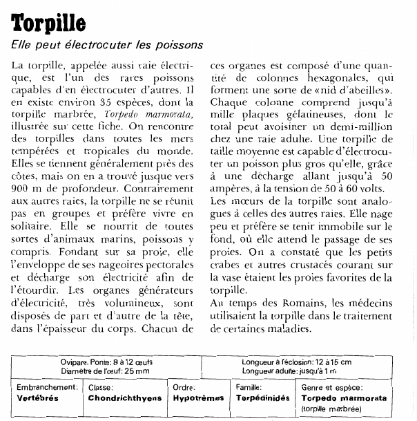 Prévisualisation du document TorpilleElle peut électrocuter les poissons.