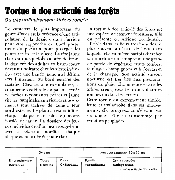 Prévisualisation du document Tortue à dos articulé des forêts:Ou très ordinairement: kinixys rongée.