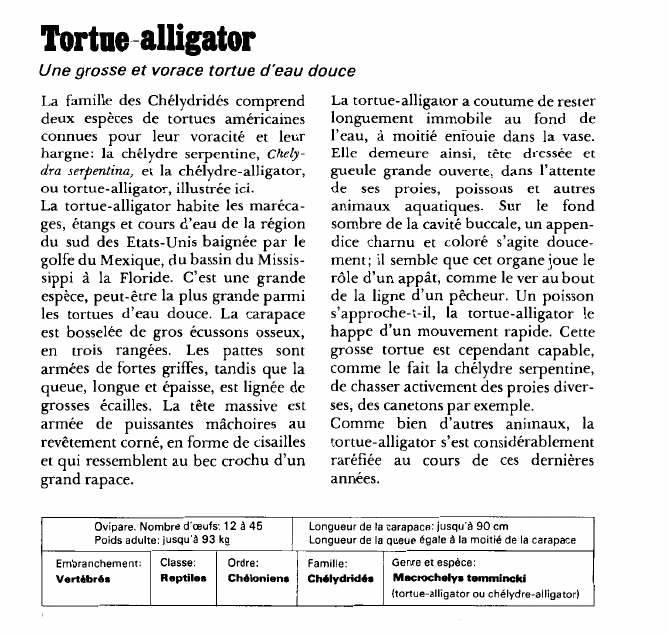 Prévisualisation du document Tortue-alligator:Une grosse et vorace tortue d'eau douce.