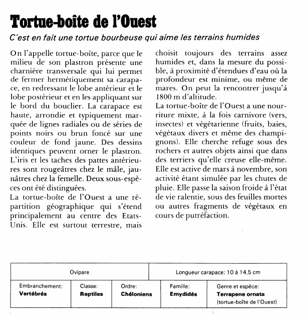 Prévisualisation du document Tortue-boîte de l'Ouest:C'est en fait une tortue bourbeuse qui aime les terrains humides.