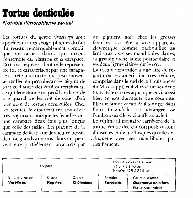 Prévisualisation du document Tortue denticulée:Notable dimorphisme sexuel.