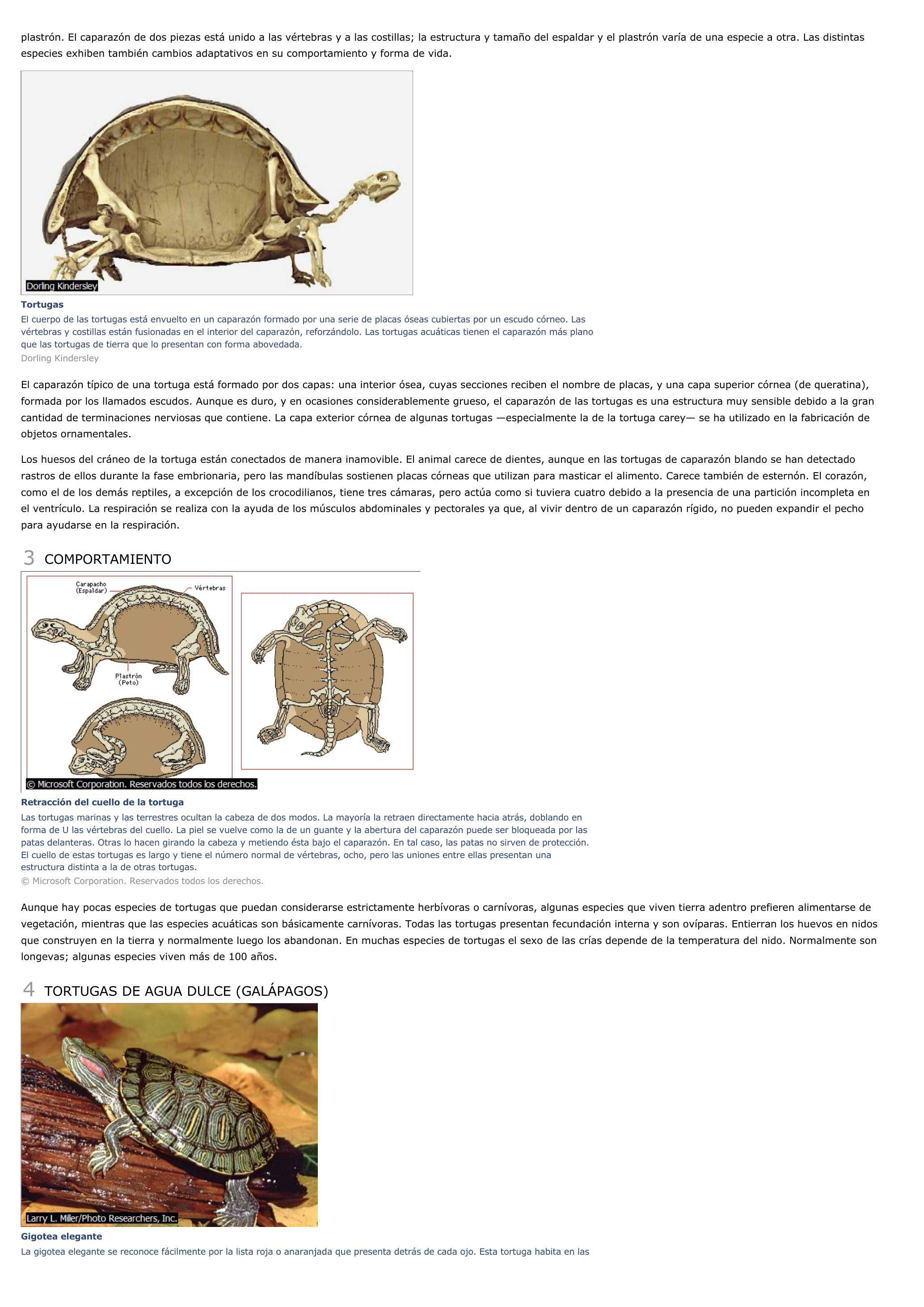 Prévisualisation du document Tortugas - ciencias de la naturaleza.