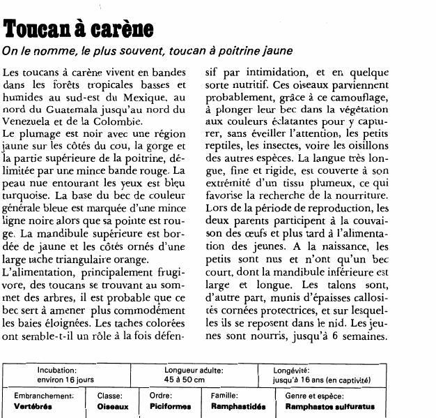 Prévisualisation du document Toucan à carène:On le nomme, le plus souvent, toucan à poitrine jaune.