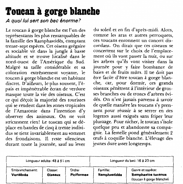 Prévisualisation du document Toucan à gorge blanche:A quoi lui sert son bec énorme?