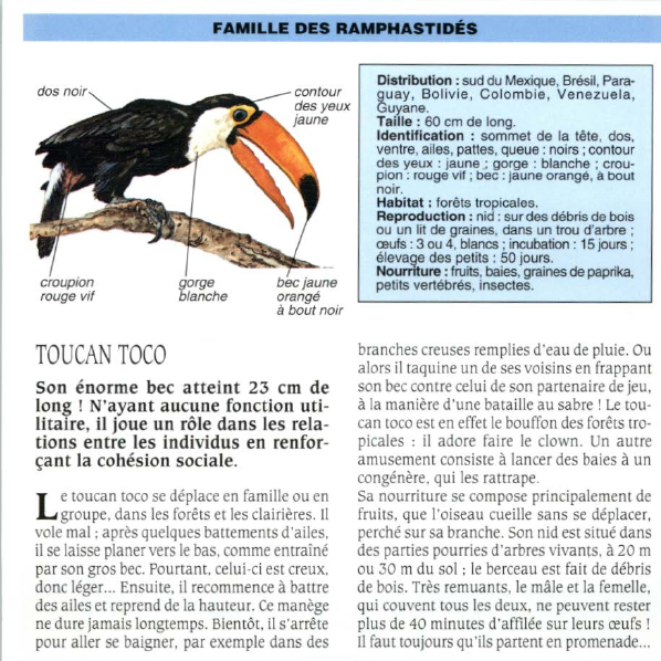 Prévisualisation du document TOUCAN TOCO