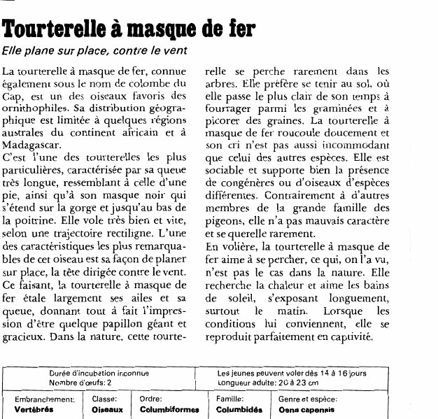 Prévisualisation du document Tourterelle à masque de fer:Elle plane sur place, contre le vent.