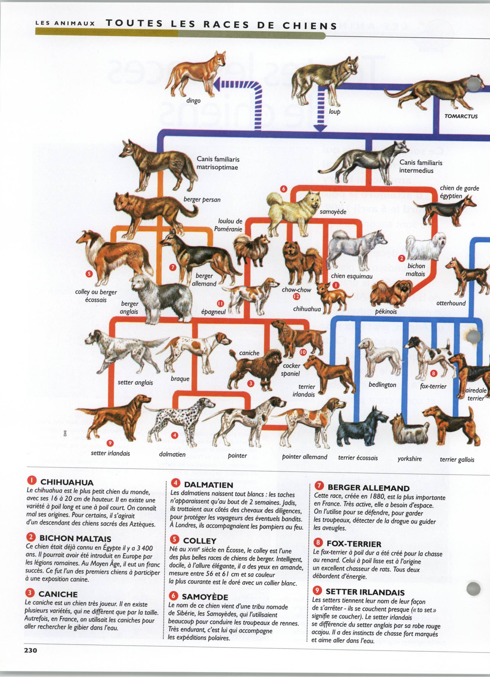 Prévisualisation du document Toutes les races  de chiens