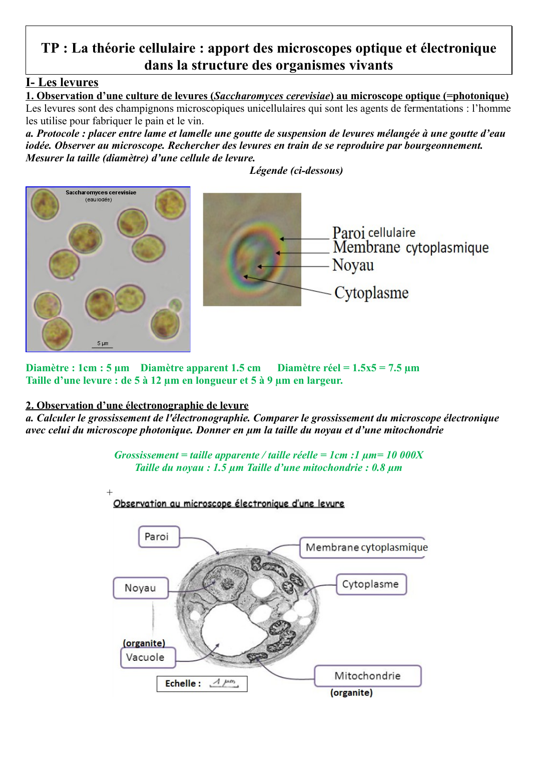 Prévisualisation du document TP : La théorie cellulaire : apport des microscopes optique et électronique dans la structure des organismes vivants