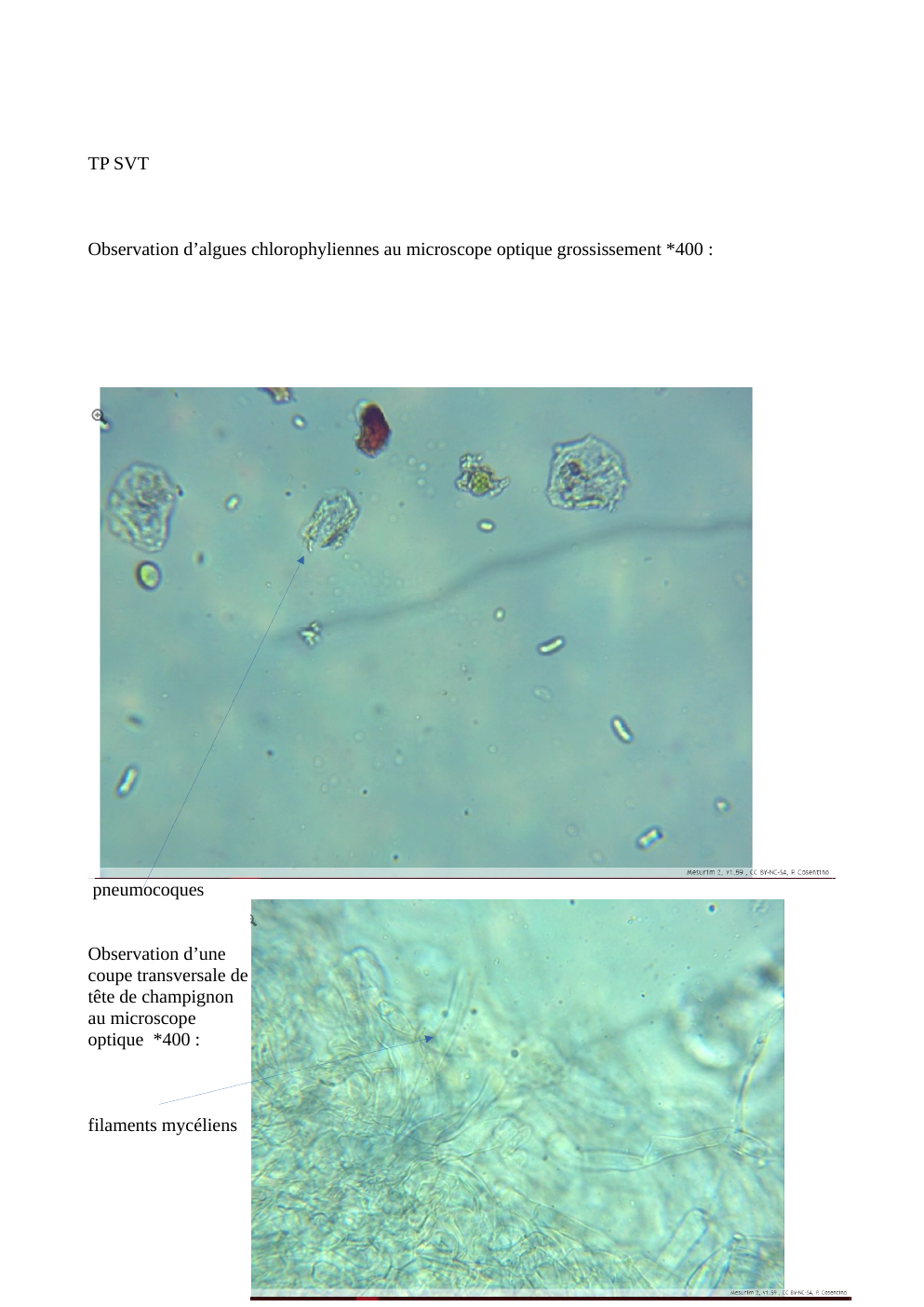 Prévisualisation du document TP sur le lichen