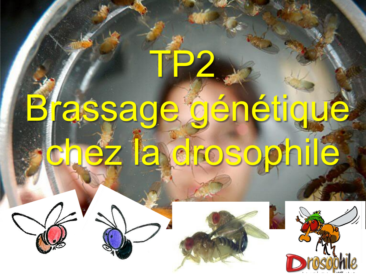 Prévisualisation du document TP2 Brassage génétique chez la drosophile