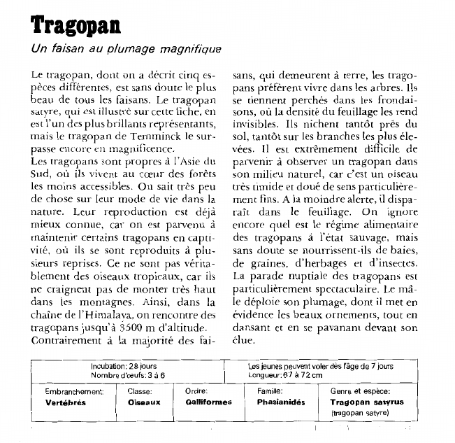 Prévisualisation du document Tragopan:Un faisan au plumage magnifique.