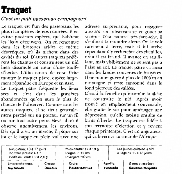 Prévisualisation du document Traquet:C'est un petit passereau campagnard.