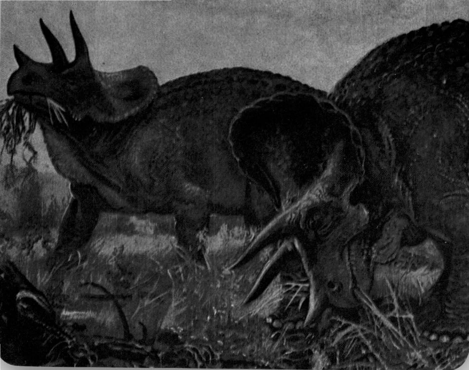 Prévisualisation du document Tricératops:
Un véritable «char d'assaut».