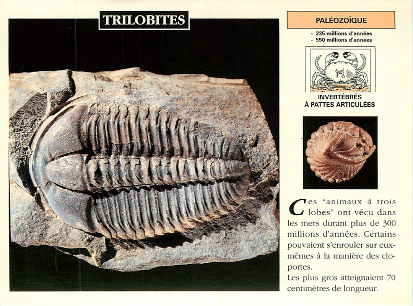 Prévisualisation du document TRILOBITES