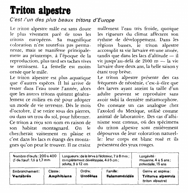 Prévisualisation du document Triton alpestre:C'est l'un des plus beaux tritons d'Europe.