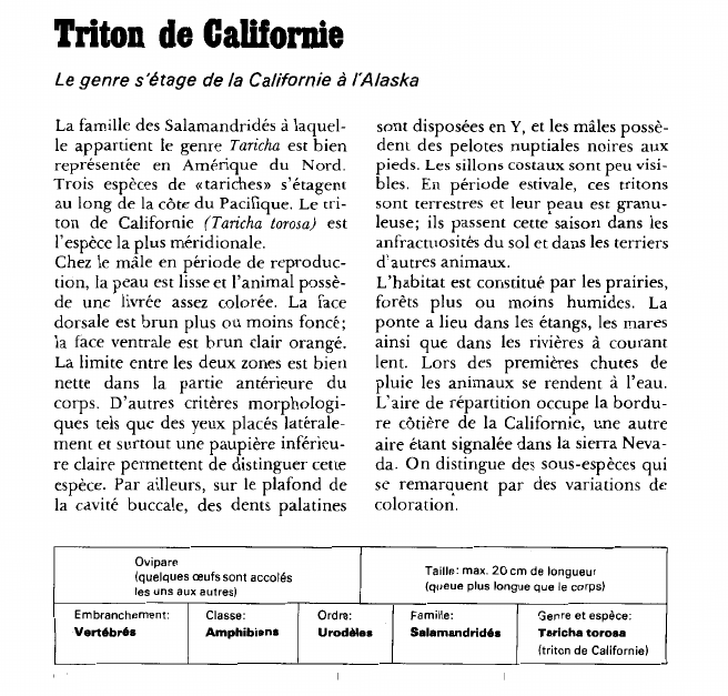 Prévisualisation du document Triton de Californie:Le genre s'étage de la Californie à l'Alaska.