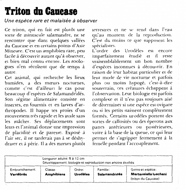 Prévisualisation du document Triton du Caucase:Une espèce rare et malaisée à observer.