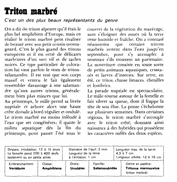 Prévisualisation du document Triton marbré:C'est un des plus beaux représentants du genre.