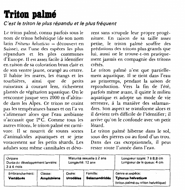 Prévisualisation du document Triton palmé:C'est le triton le plus répandu et le plus fréquent.