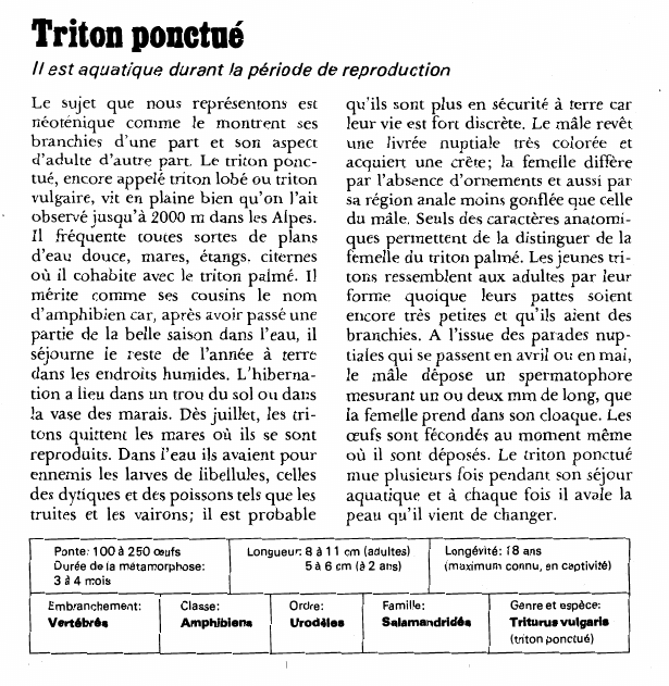 Prévisualisation du document Triton ponctué:Il est aquatique durant la période de reproduction.