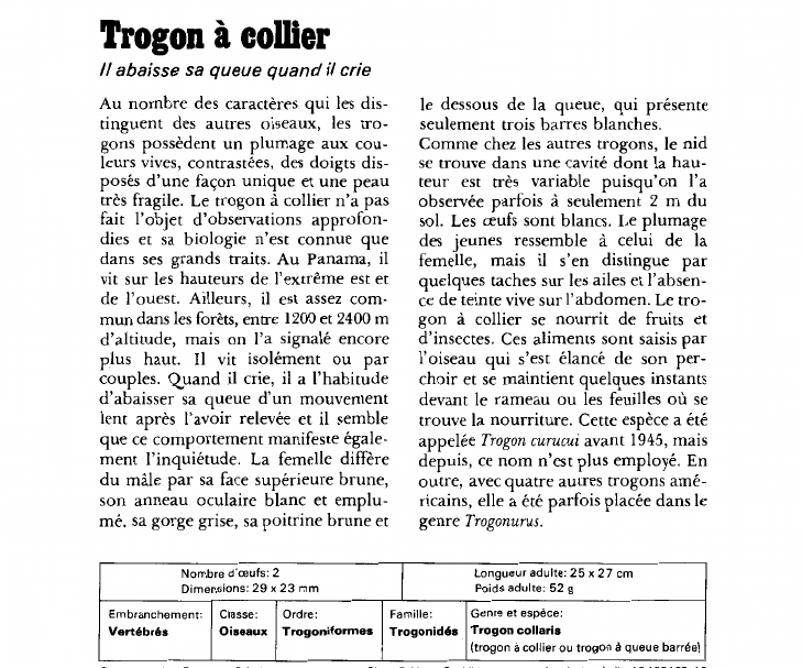 Prévisualisation du document Trogon à collier:Il abaisse sa queue quand il crie.