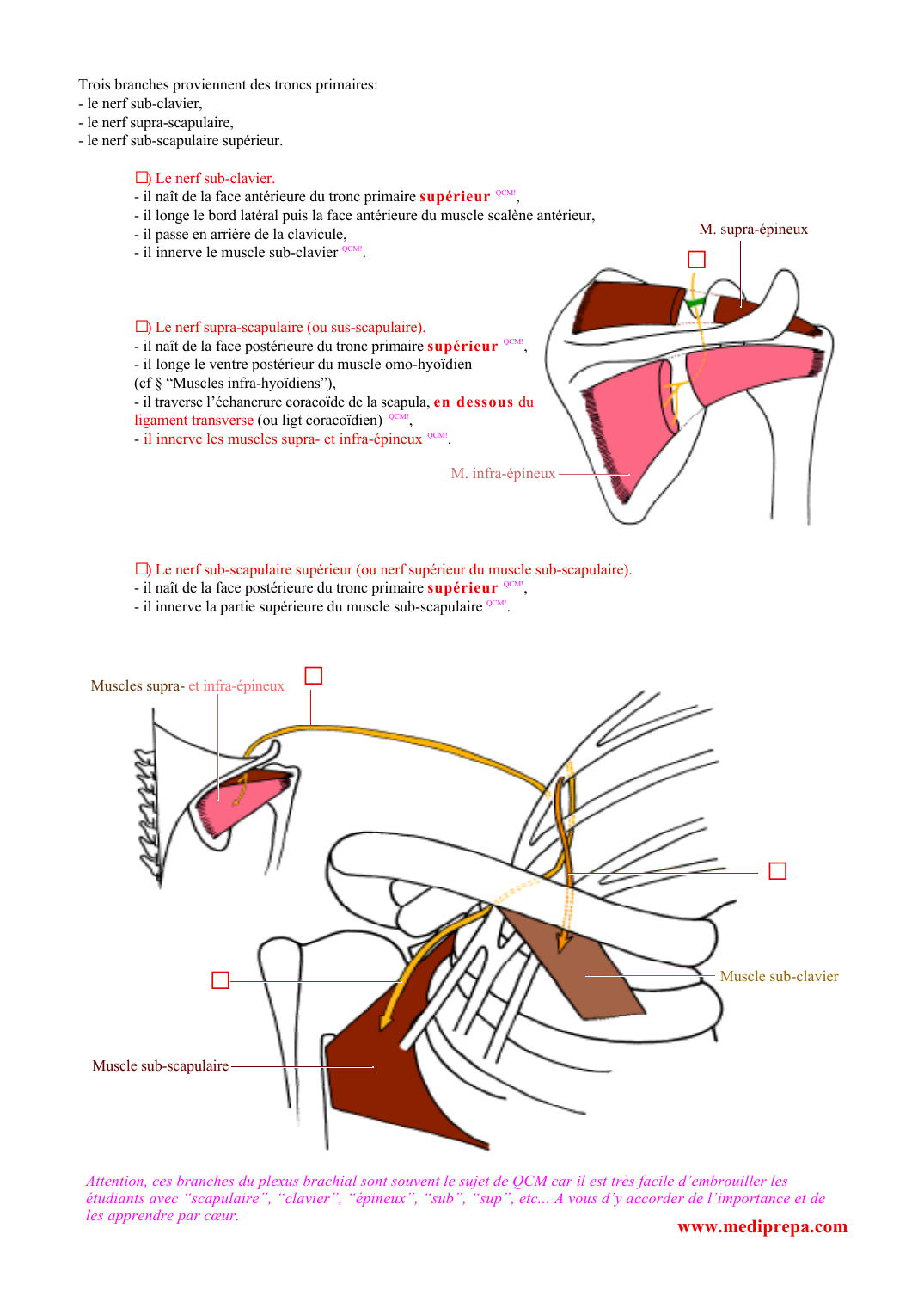 Prévisualisation du document Trois branches proviennent des troncs primaires:- le nerf sub-clavier,- le nerf supra-scapulaire,- le nerf sub-scapulaire supérieur.