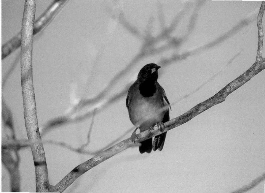 Prévisualisation du document TROUPIALE OU ORIOLE DE LA JAMAÏQUE
