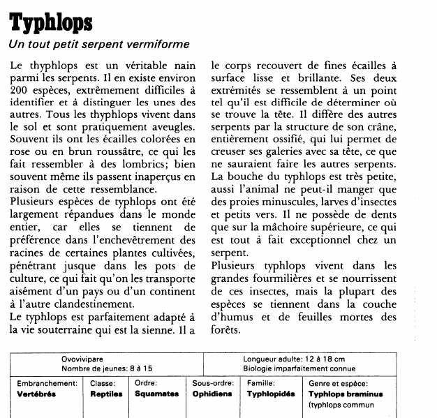 Prévisualisation du document Typhlops:Un tout petit serpent vermiforme.