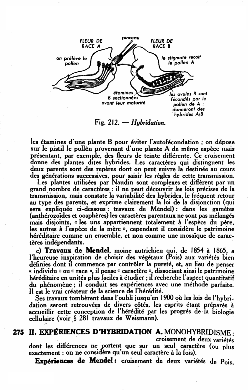 Prévisualisation du document UNE GRANDE THÉORIE BIOLOGIQUE : LA THÉORIE CHROMOSOMIQUE DE L'HÉRÉDITÉ