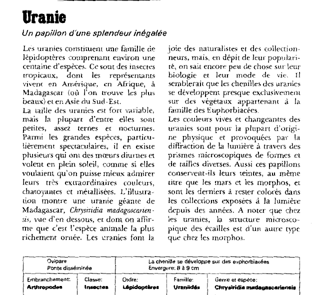 Prévisualisation du document Uranie:Un papillon d'une splendeur inégalée.
