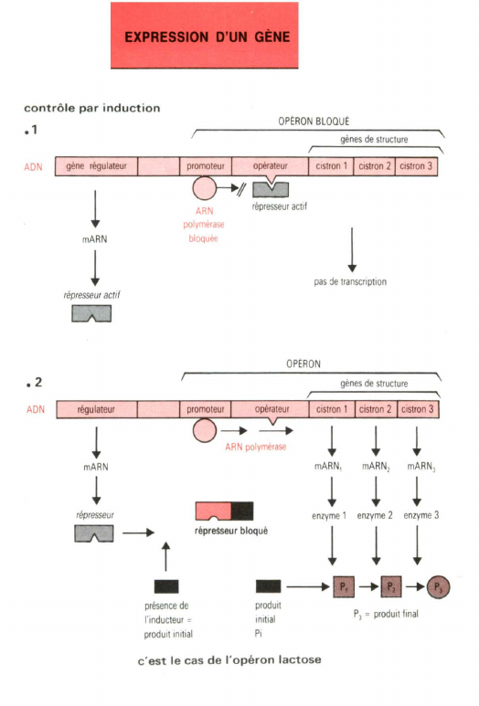 Prévisualisation du document Uri