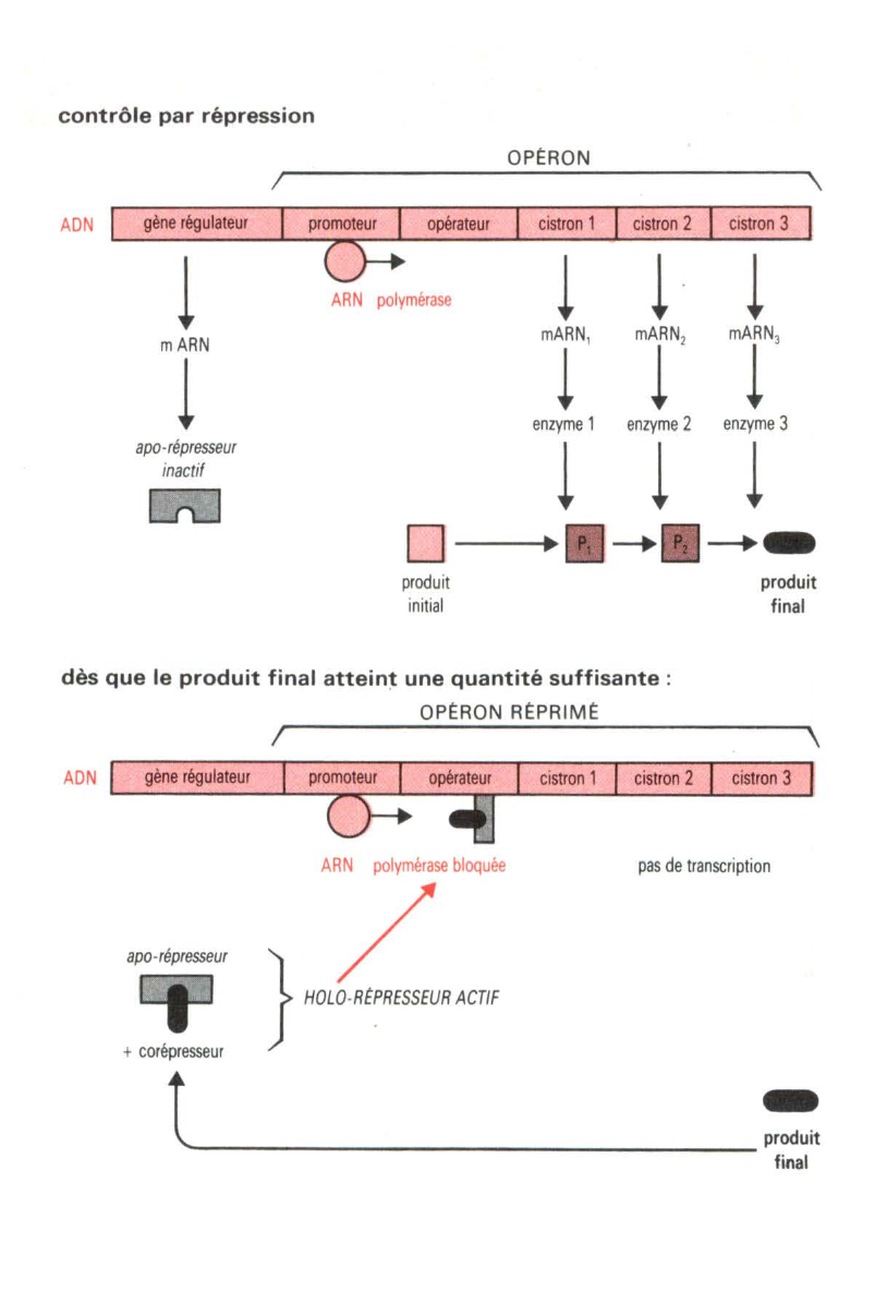 Prévisualisation du document Uri