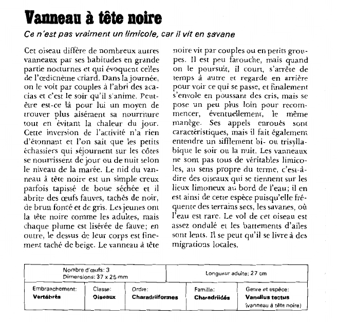Prévisualisation du document Vanneau à tête noire:Ce n'est pas vraiment un limicole, car il vit en savane.